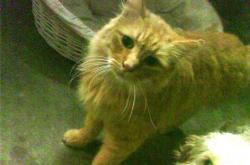 开云体育在线-烈日灼心，太阳熔炉般碾压独行侠，福克斯如孤星破夜的惊艳绝唱