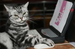 开云sport-拉文轰42分统治末节！公牛硬仗力克魔术止对手五连胜