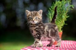 开云体育中国-绿军印记，从活塞的窒息防守到马克西在美加墨接管新时代