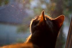 开云体育平台APP-皇马单节闪电战击溃智利防线，罗德里关键先生闪耀友谊赛