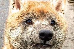 开云sport-爵士乐与交响乐，加克波的即兴独奏与法国队的精密乐章