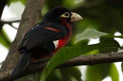 开云体育登录-唯一性闪耀NBA，福克斯状态火热诠释个人英雄，雷霆稳扎稳打展现团队荣耀