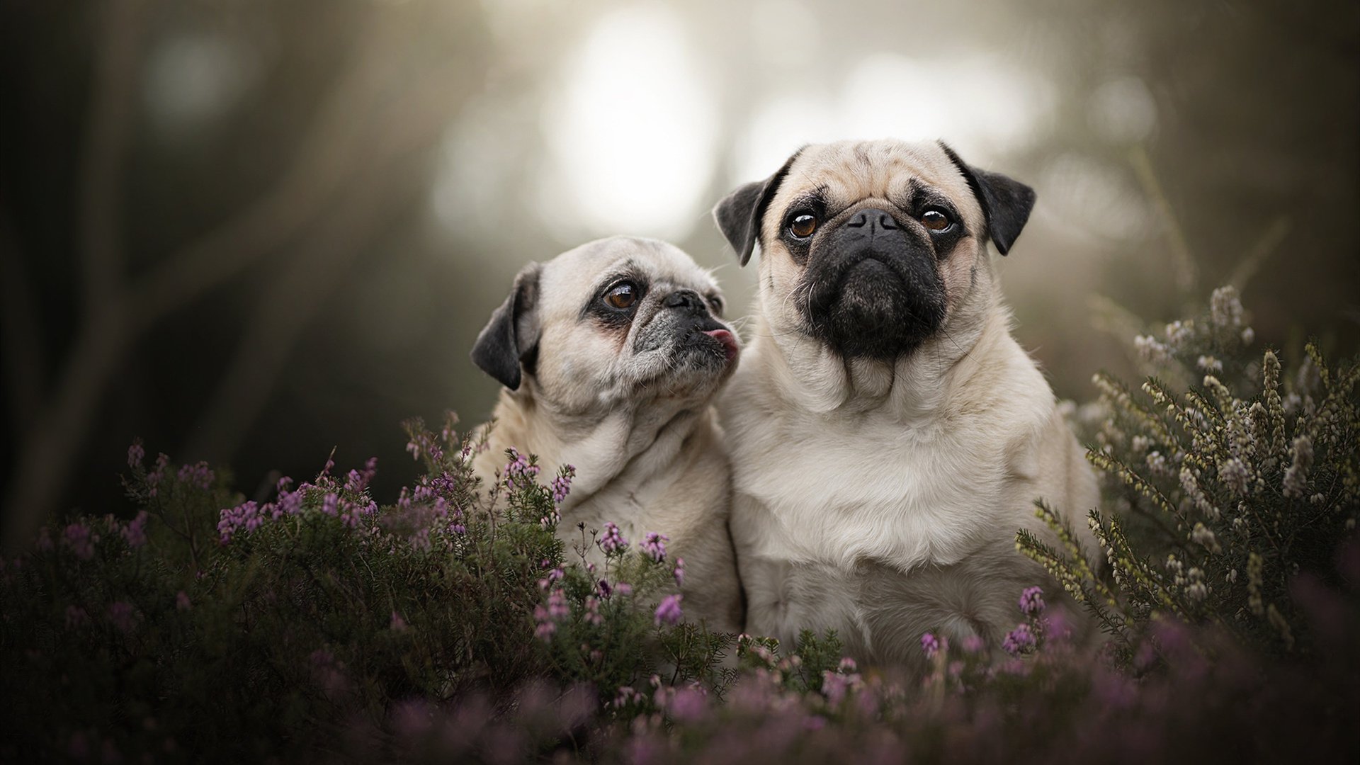 法比尼奥的闪耀时刻与巴西的黄昏，一场被历史诅咒的唯一翻盘