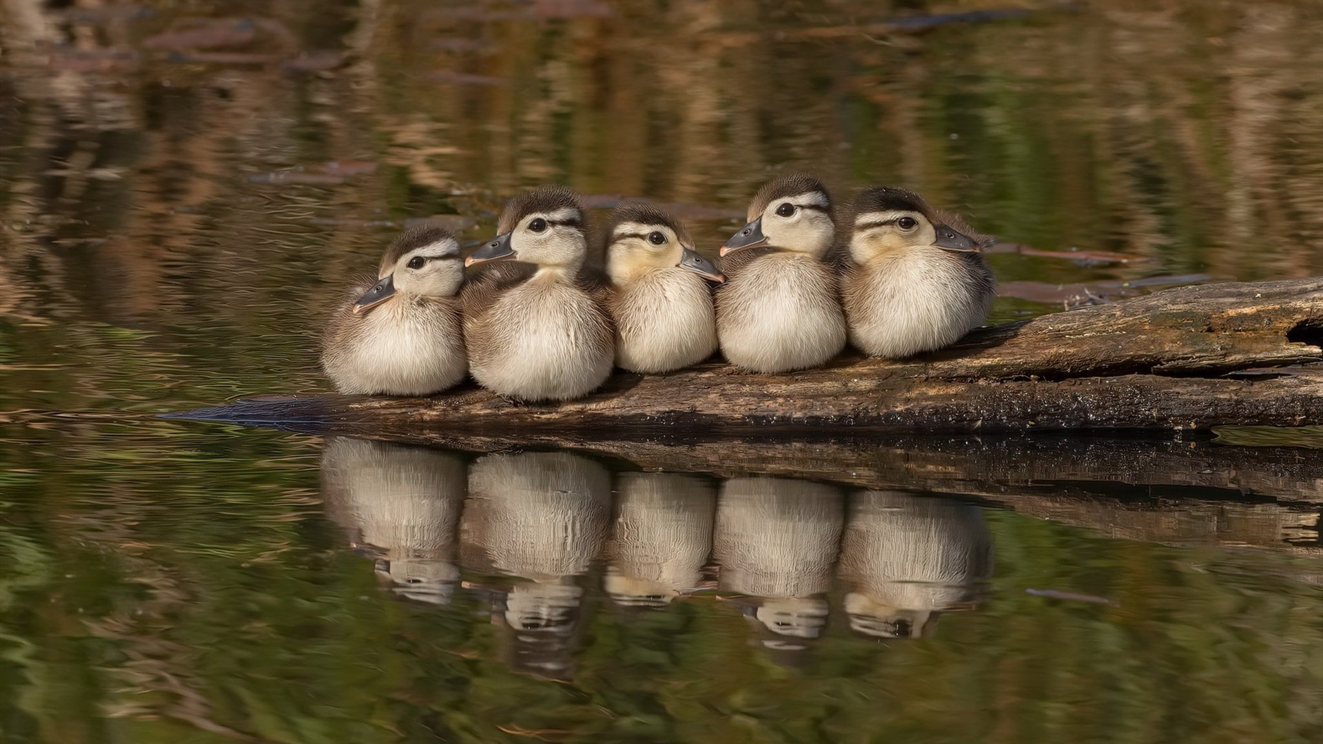 红牛轻取法拉利背后的孤勇者，勒克莱尔的高光与无解方程式