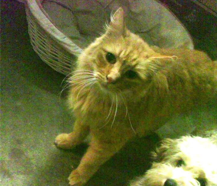 冷门与王座，印度羽球风暴席卷丹麦，陈雨菲用优雅书写统治