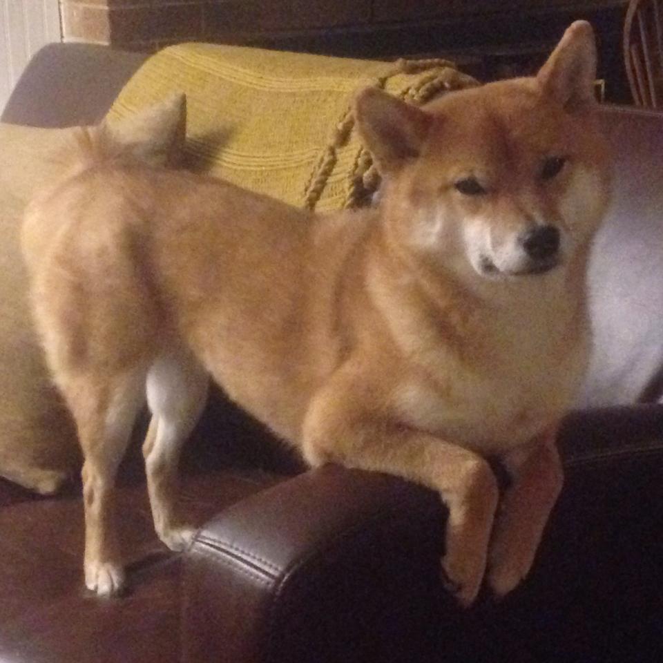 足球之夜的双重奏，范戴克生涯巅峰闪耀欧洲，阿根廷力克哥伦比亚晋级南美之巅