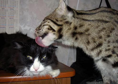 意甲焦点战余波未平，皇家社会轻取利物浦再掀欧洲足坛风暴