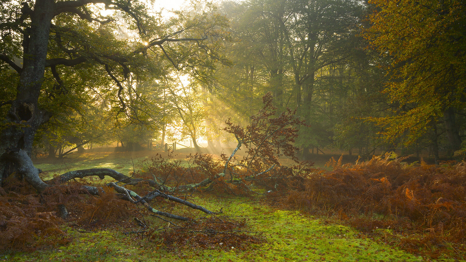 金色牢笼与孤胆光芒，浙江队的铁壁如何点燃烧布伦森的火焰