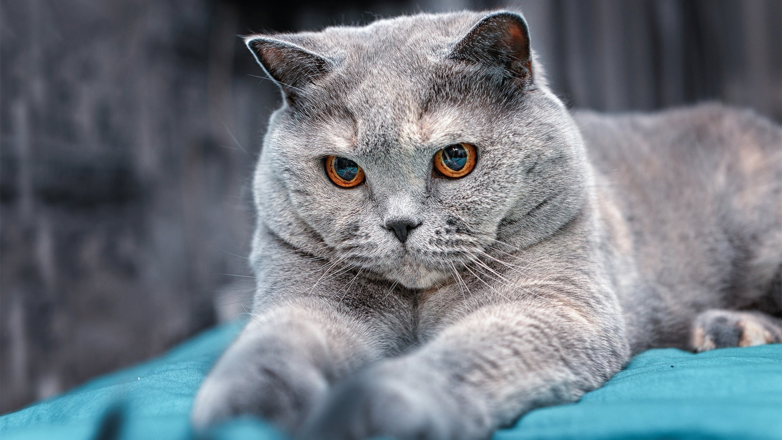 绿茵炼金术，当贝林厄姆完成自我救赎，巴拉圭击溃阿尔及利亚