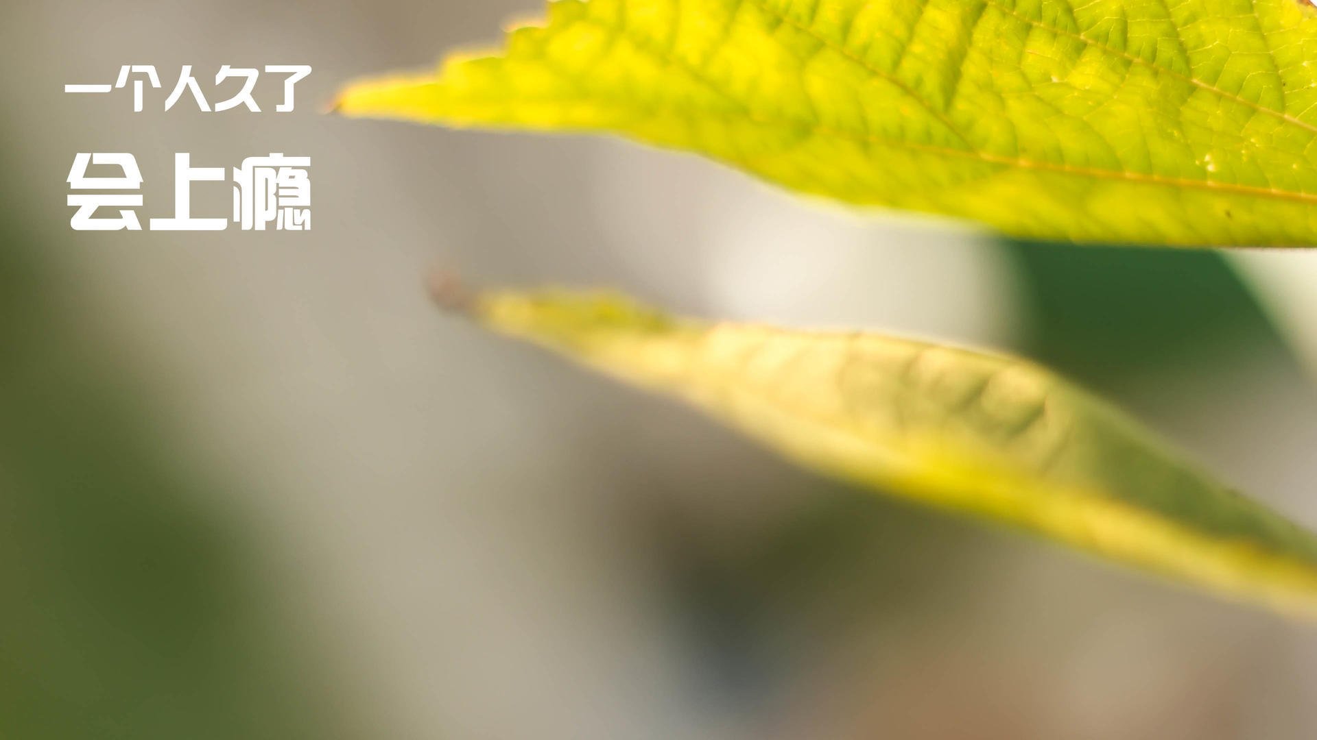 当孙兴慜的韩国遭遇洪都拉斯，我们为何疯狂讨论凯恩的数据？