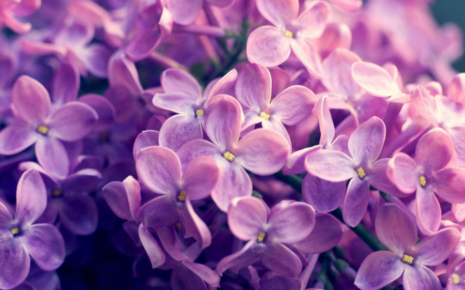 融合之战,当曼城力克洪都拉斯,贝林厄姆在镜像时空接管西决