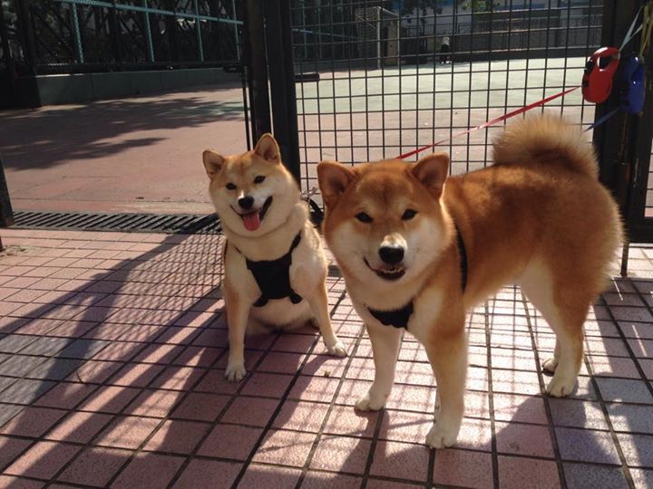 奥运前哨战,尼克斯冲垮猛龙背后的关键博弈