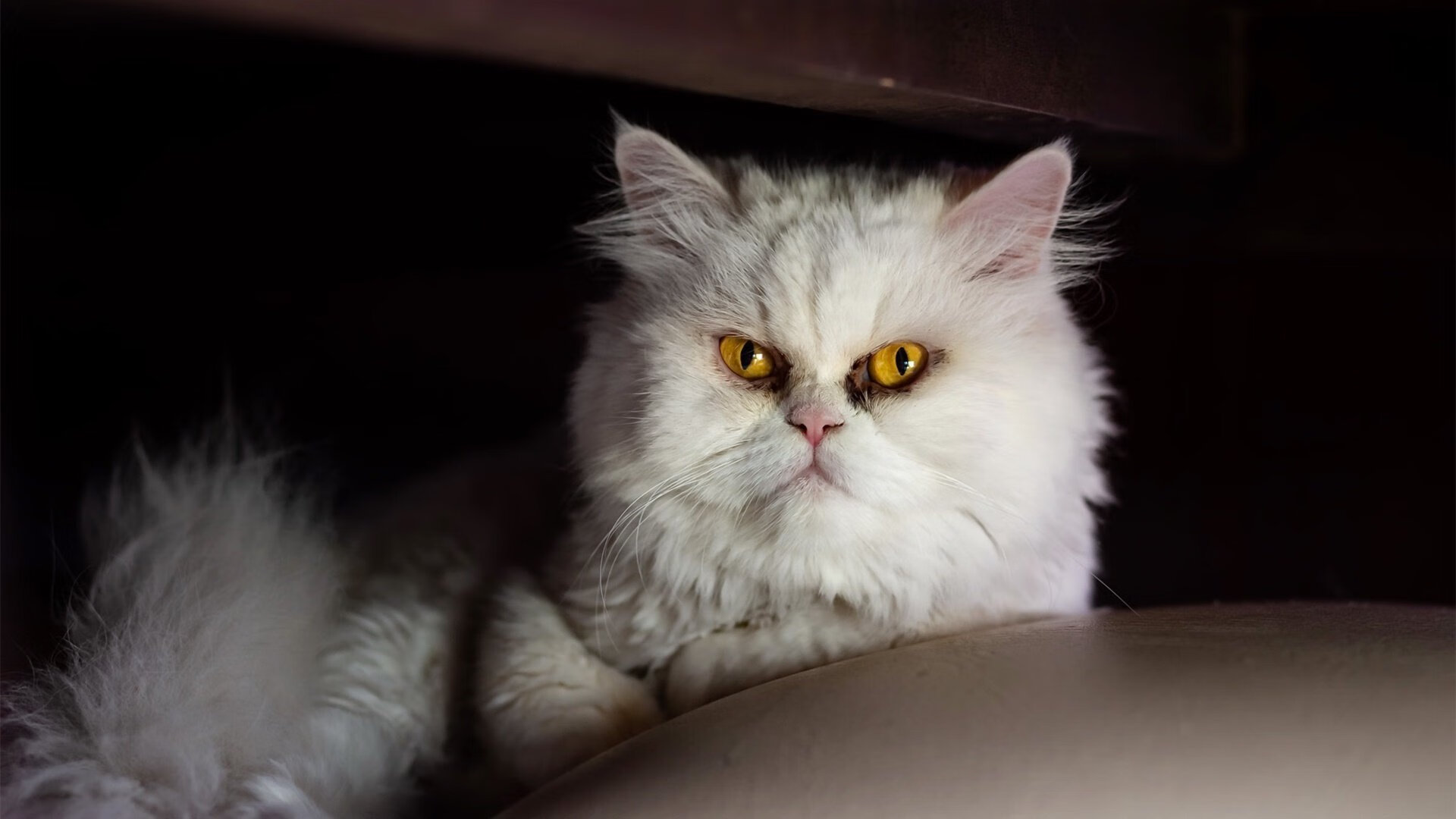 戈麦斯绝杀建功,勒沃库森生死战险胜奥地利晋级