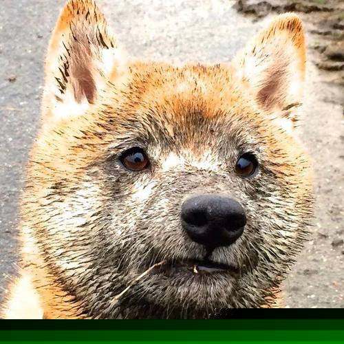 爵士乐与交响乐,加克波的即兴独奏与法国队的精密乐章