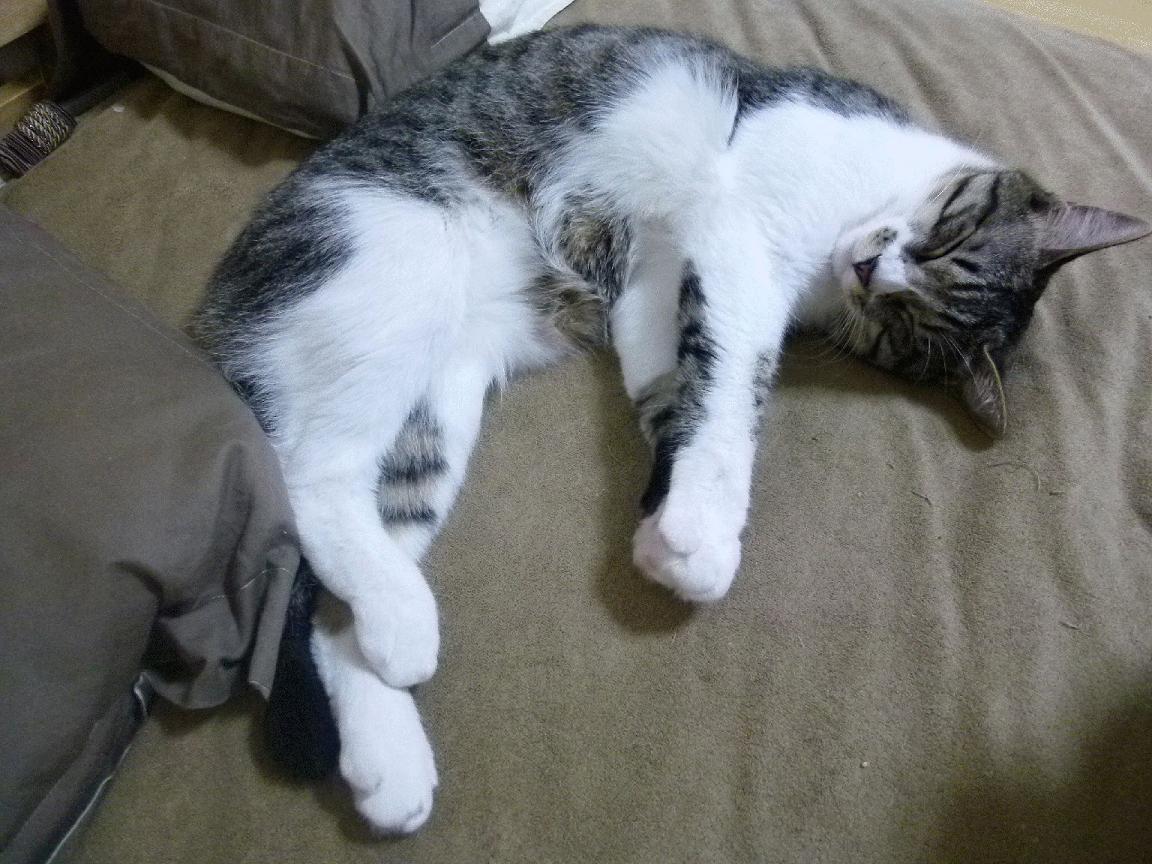 爵士乐与交响乐,加克波的即兴独奏与法国队的精密乐章