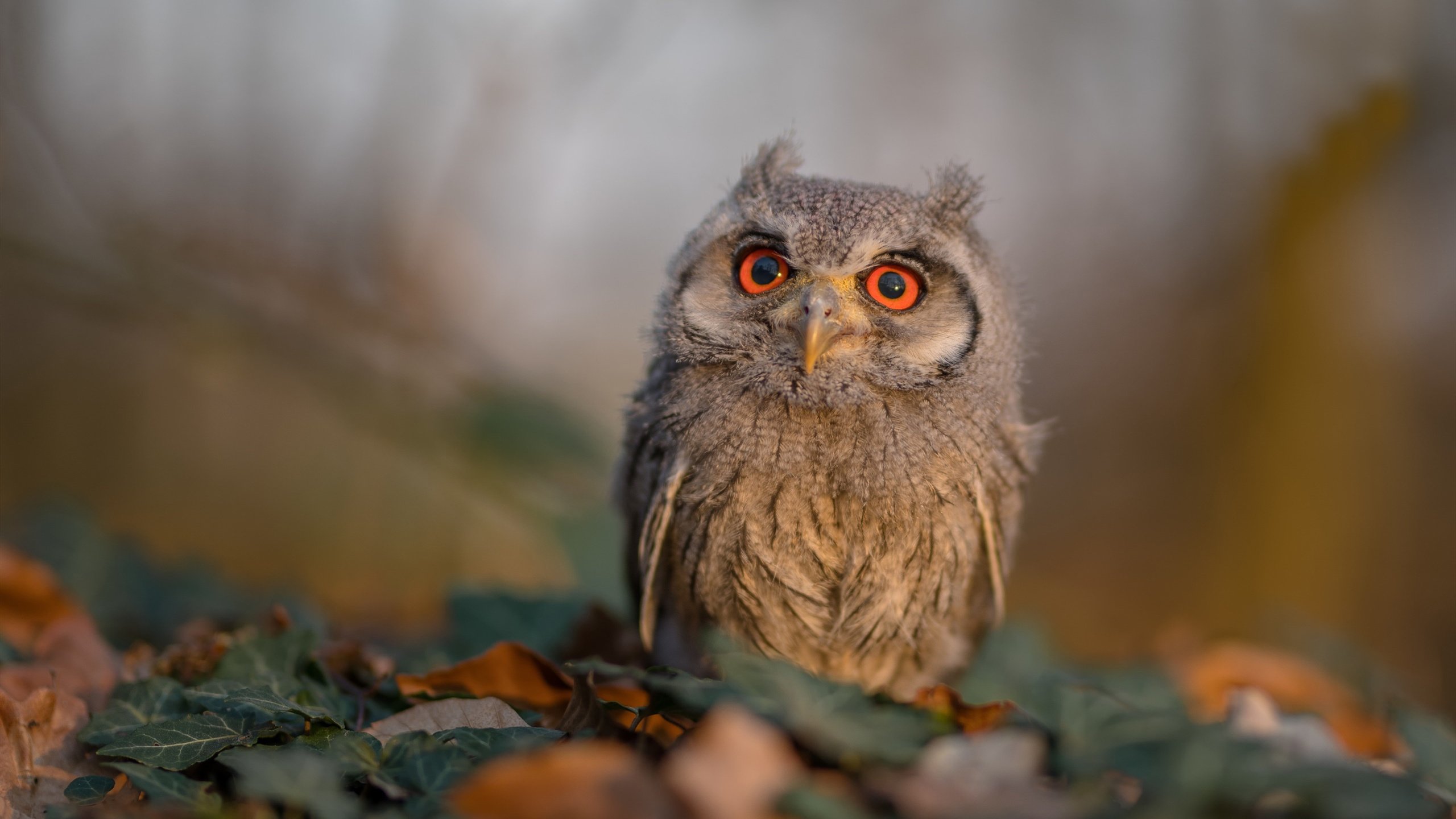 当太极虎绊倒银河战舰，布雷默里程碑背后的东方寓言