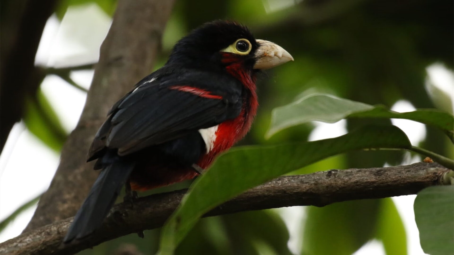 唯一性闪耀NBA，福克斯状态火热诠释个人英雄，雷霆稳扎稳打展现团队荣耀
