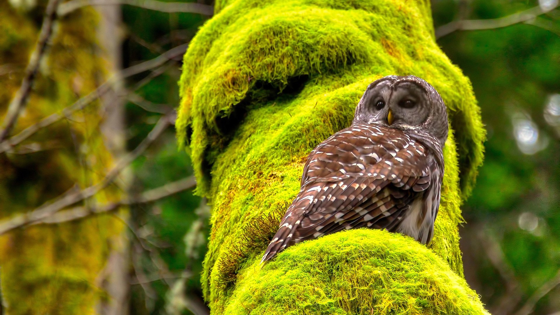 季后赛巨星时刻，掘金轻取魔术启示录，哈登模式诠释何为接管比赛