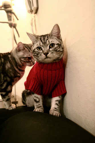 雪崩式胜利!明尼苏达森林狼以团队洪流冲垮达拉斯独行侠