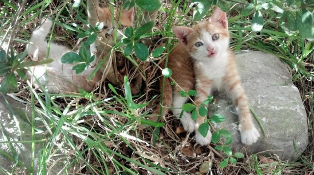 王者退场,当爵士的即兴带走古典,爱德华兹的暴力美学如何让悬念终结