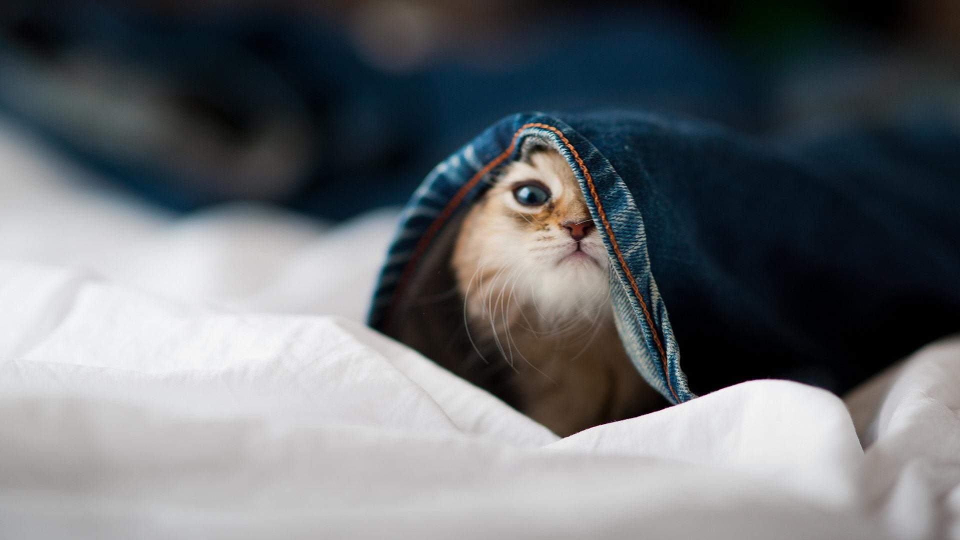 猎鹰展翅！勇士全面压制吉林，锡安成天降神兵