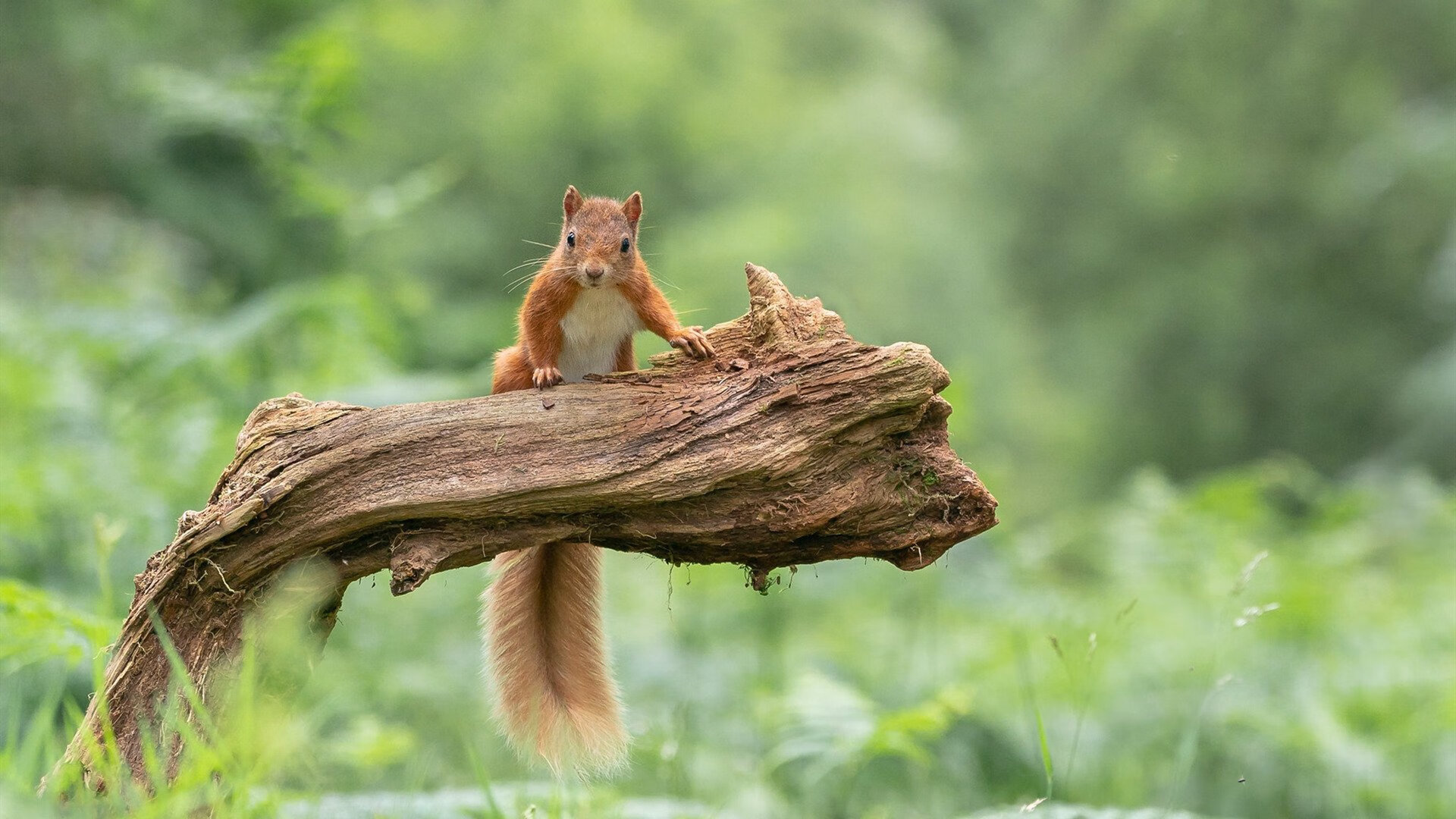 孤胆英雄的硝烟战场,东契奇在欧冠淘汰赛的夜晚,将进攻演绎成个人史诗