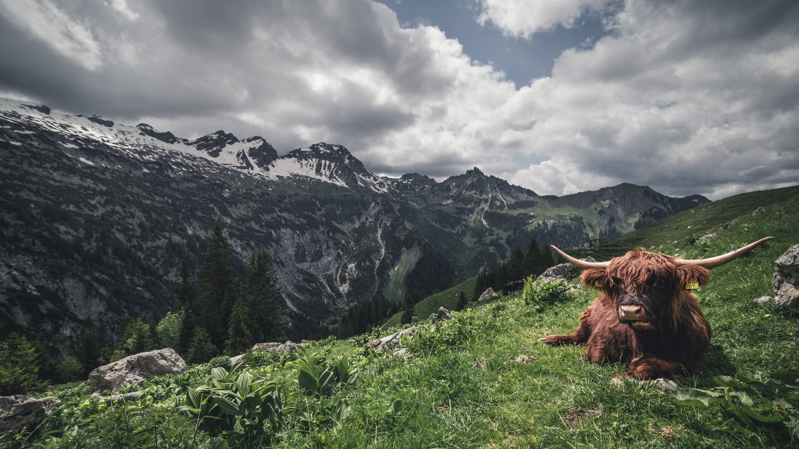 钢铁与丝绸的对决，阿劳霍如何用血肉之躯，击打韩国的技术心脏